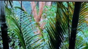 Телевизор Sony KD-55X75K