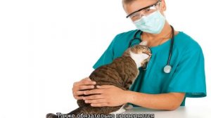 Геморрой у кота, кошки и котенка: как лечить