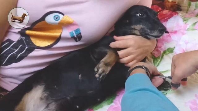 ? ? ? ^ ЧТО ЛУЧШЕ ОДНОЙ ТАКСЫ? ТОЛЬКО ТРИ ТАКСЫ! Как подстричь ТАКСЕ когти? смотреть онлайн