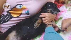 ? ? ? ^ ЧТО ЛУЧШЕ ОДНОЙ ТАКСЫ? ТОЛЬКО ТРИ ТАКСЫ! Как подстричь ТАКСЕ когти?