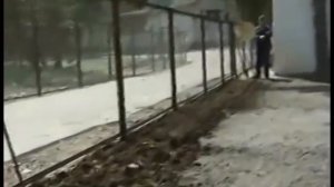 Живая изгородь