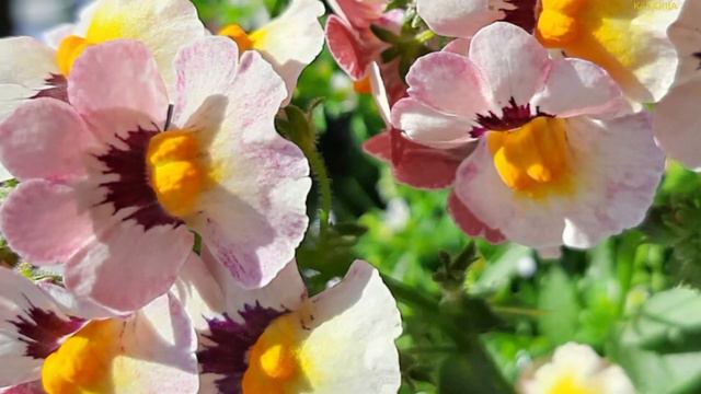 Утром когда восходит солнце смотреть онлайн