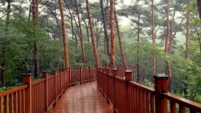 [비오는 수목원 한바퀴] 안면도 수목원 100% 즐기기 | 100년 소나무 숲 힐링 빗소리 смотреть онлайн