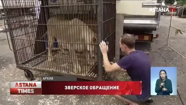 Наказать циркачей за издевательства над животными в Павлодаре не смогли из-за моратория смотреть онлайн