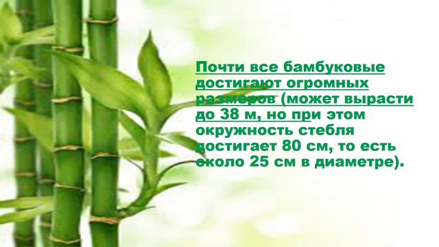 Интересное с лисой Алисой. Бамбук
