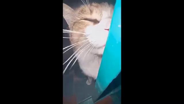 Приколы с животными_озвучка_смотреть до конца_смех до слез ЧАСТЬ 2 смотреть онлайн