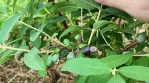 Небольшой видеообзор про жимолость.  Полезная и вкусная ягода.  Жимолость на даче.