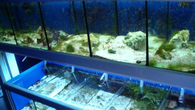 Птичий рынок "Садовод"5 смотреть онлайн