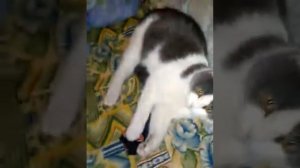 Бешеный кот нападает