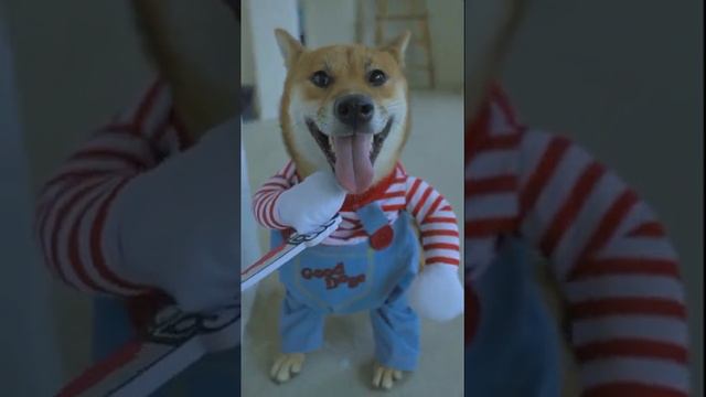 #Short #Dog #Best Dog's Life | Удивительная собака 2021 | Готовка собак 2021 | Умная собака 2021