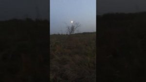 Охота с русско европейской лайкой.