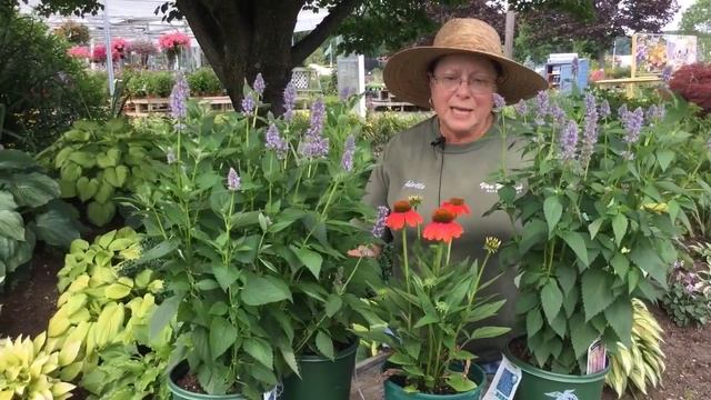 Plant of the Week: Agastache Blue Fortune смотреть онлайн