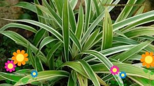 Осока морроу Вариегата. Краткий обзор, описание характеристик carex morrowii Variegata