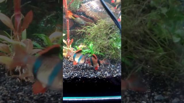 разборка барбуса смотреть онлайн