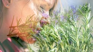 Розмарин - магические свойства.