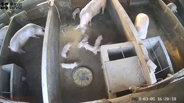 Свинокарусель