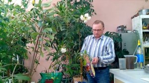 Олеандр - уход в весенне - летний период