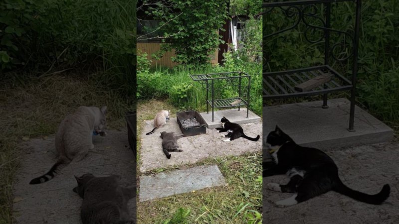 Дача, кошки, релакс для всех