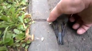 Птенец синички выпал из гнезда