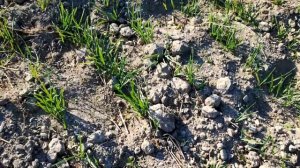 Результаты посева китайской сеялки заря