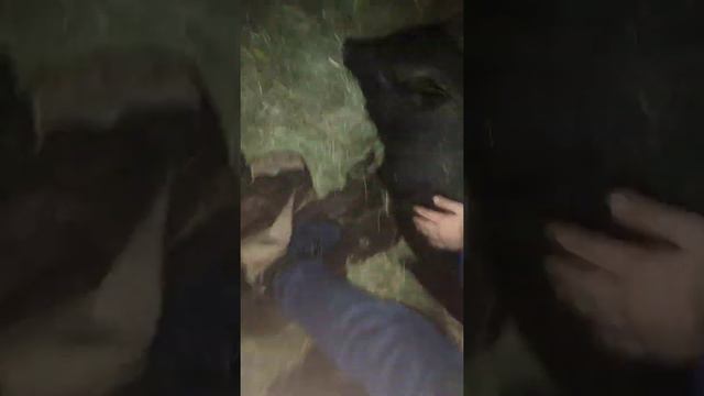 Свинья 🐷 Петя собака Ричи 🐕 Гуляем с животными) смотреть онлайн