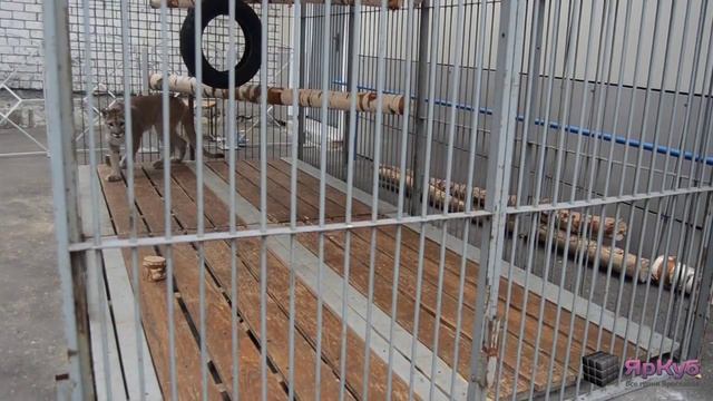 Пума играет в футбол. Ярославль. смотреть онлайн