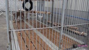 Пума играет в футбол. Ярославль.