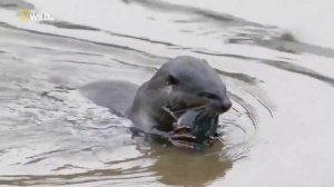 Встреча выдры и бобра🦫🪵