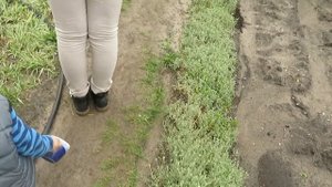 прыткая ящерица/дети ловят/многодетки тв