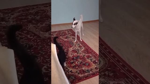 инь бим.mp4