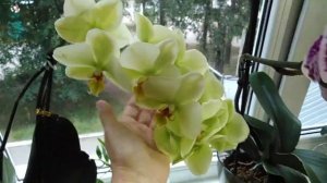 Фаленопсис Melody