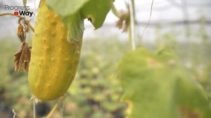 Срочно дайте Огурцам и Томатам соду и будете собирать урожай ведрами до Осени!!! Уход за Огурцами!