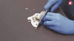 Рабочий  день  сотрудника пиццерии. Пиццерист.