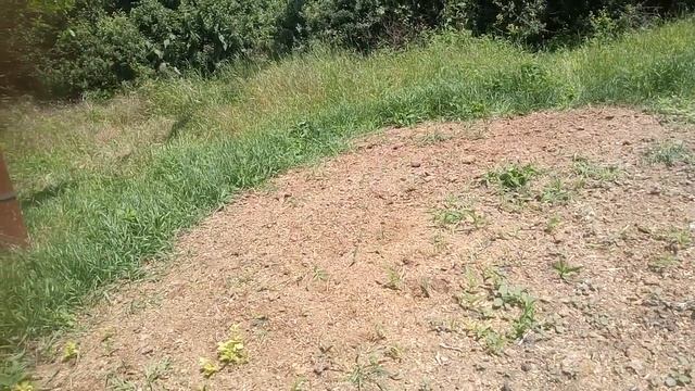 Альпийский козёл Зевс смотреть онлайн