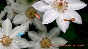Клематис крупноцветковый Генри (clematis henryi) ? Генри обзор: как сажать, саженцы клематиса Генри