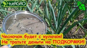 Полейте ТАК чеснок в июне и урожай вас ОЧЕНЬ порадует!! Бесплатная подкормка на крупную головку.