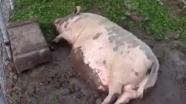 Свинья Валяется в Грязи (Исходник) смотреть онлайн