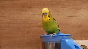 ВОЛНИСТЫЙ ПОПУГАЙ ПОЁТ. Пение птиц (5 минут).