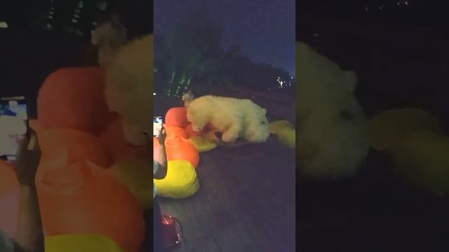 Белый мишка медведь Зиновий из Сочи ? прыгает как Чак Норрис!! смотреть онлайн