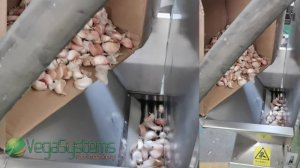 Машина для очистки чеснока - Vega Garlic Peeler  Н500 | Очистка от кожуры