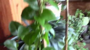 АНРЕДЕРА СУПЕР БЫСТРО РАСТУЩАЯ ЛИАНА.Продолжение.