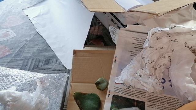 Новинки. Распаковка посылки с комнатными цветами.