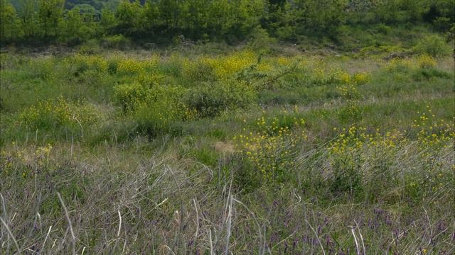 Dvorak : Violin Concerto in A Minor  -  I. Allegro ma non troppo - Quasi moderato смотреть онлайн