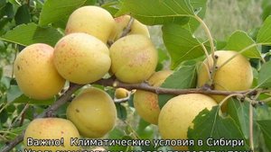 Абрикос Кичигинский