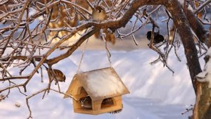 Воробей муз.В.Герчик, сл. А.Чельцова