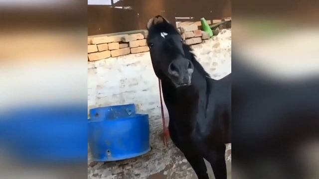 Лошади: Марвари/Horses: Marwari