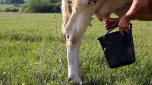Как доят корову | Nature_My village