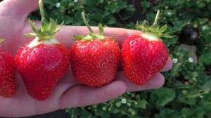 МУРАНО "Murano" супер урожайный ремонтантный сорт земляники крупноплодной.