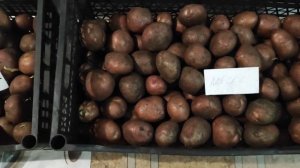 Подготовка посадочных клубней картофеля к посадке. Факторы, влияющие на будущий урожай картофеля