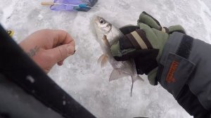 Ловля леща зимой.Ловля плотвы зимой.Ловля на чёртиков.Зимняя рыбалка река Сейм 2 выезд.#Рыбалка